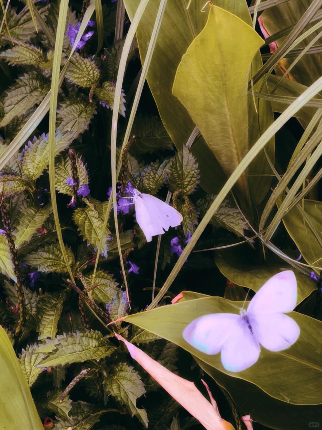 Butterflies