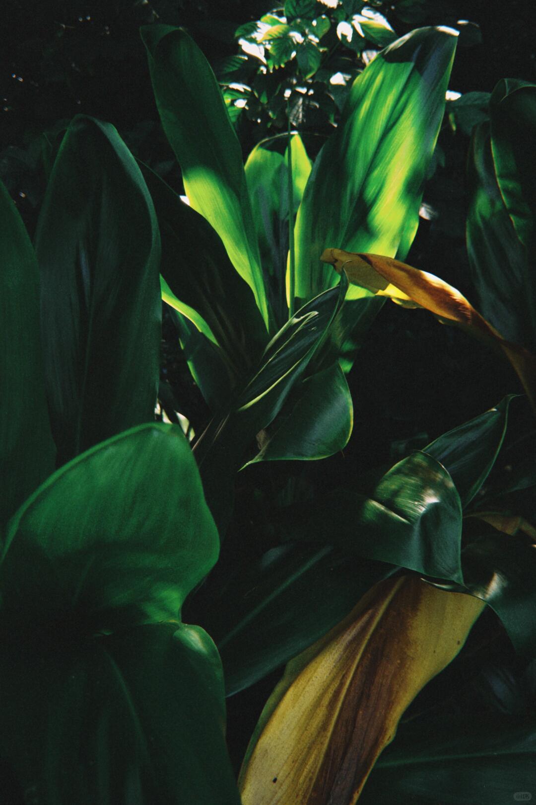 Green interior