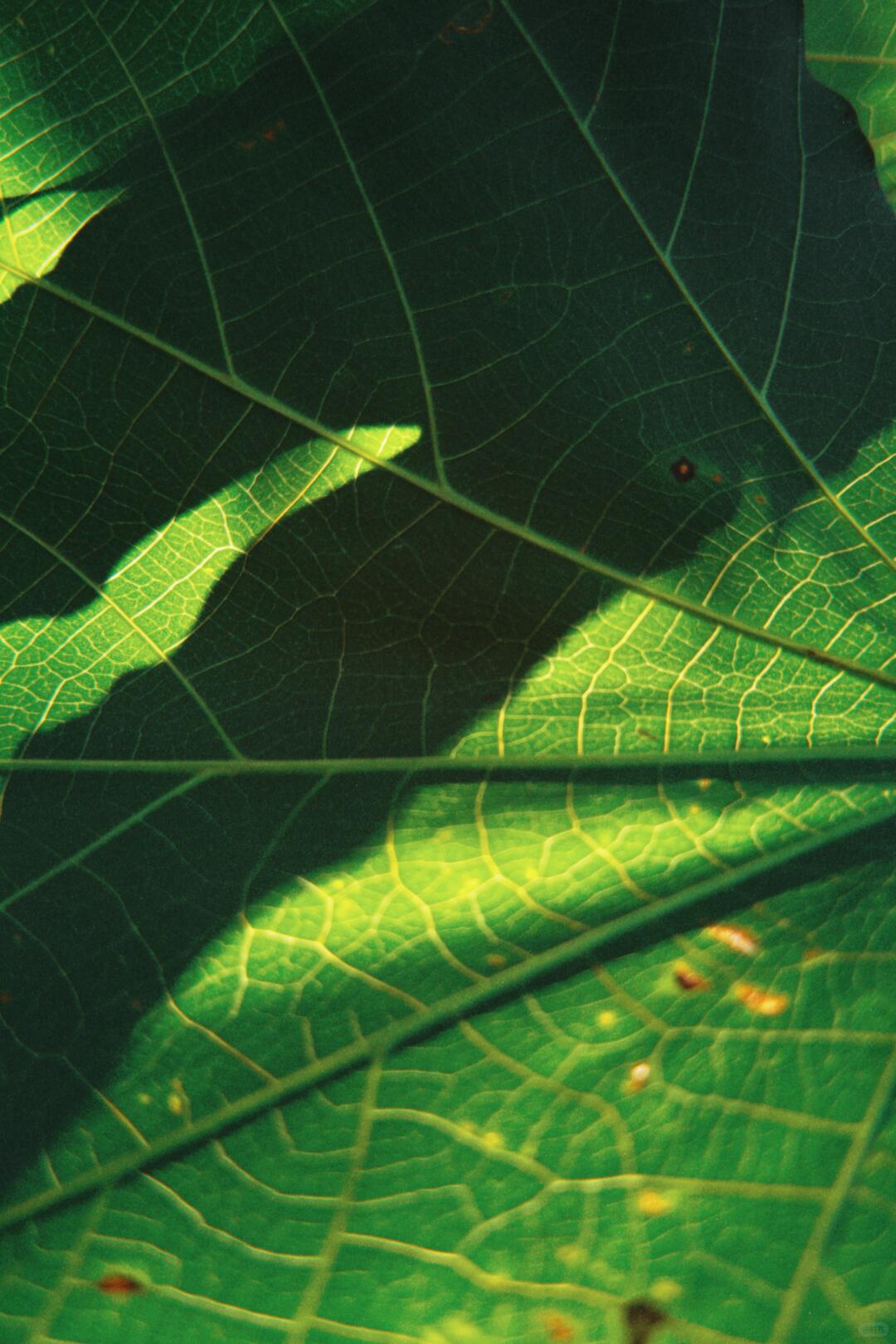 Sunlit leaf veins