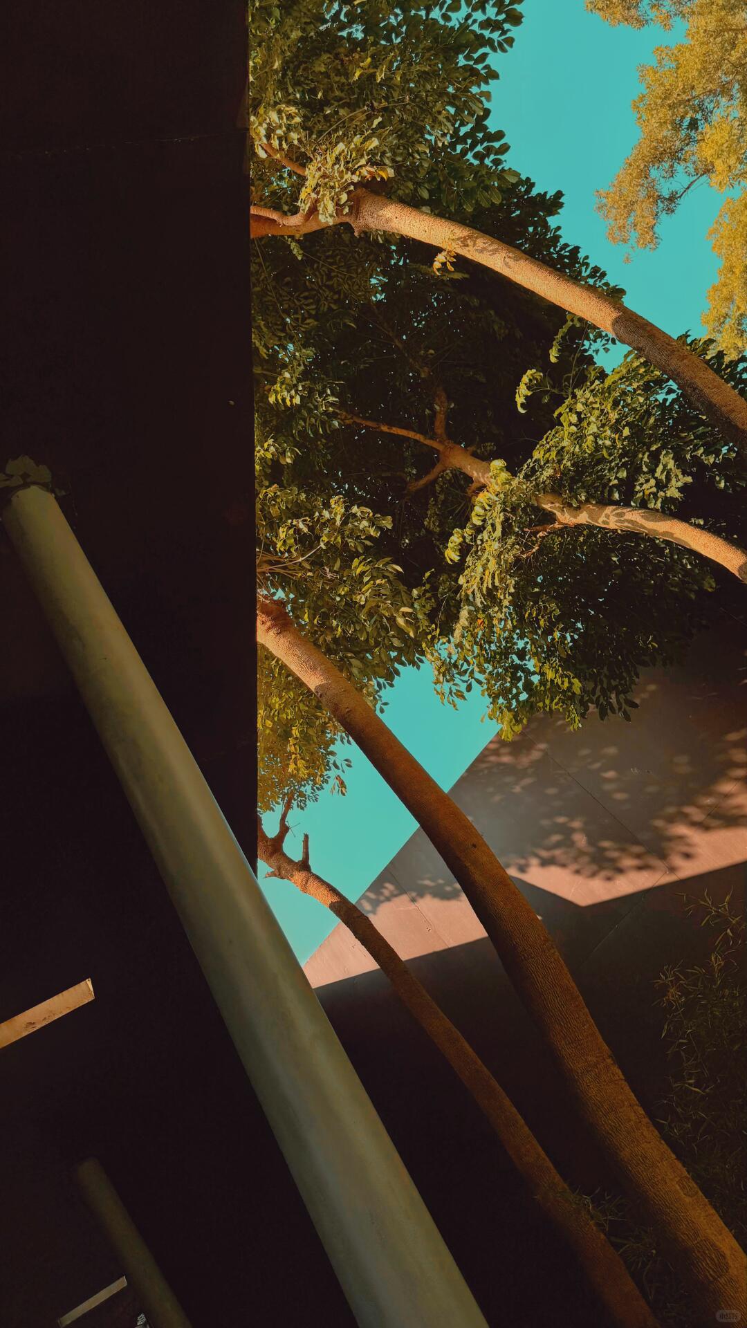 Turquoise tree