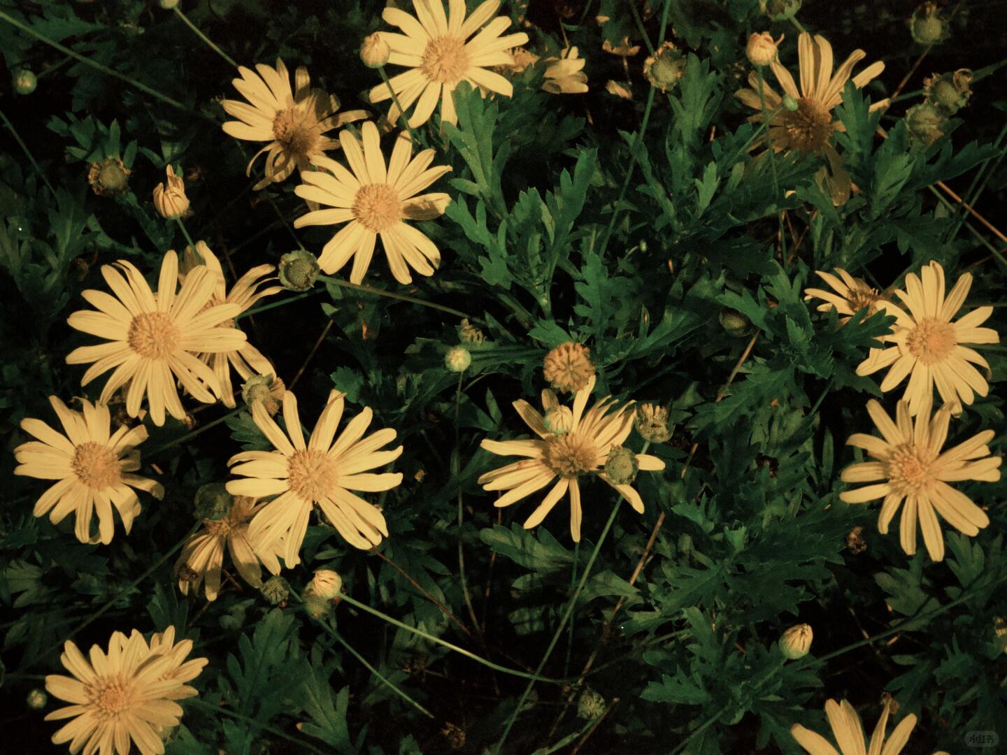 Late flowers